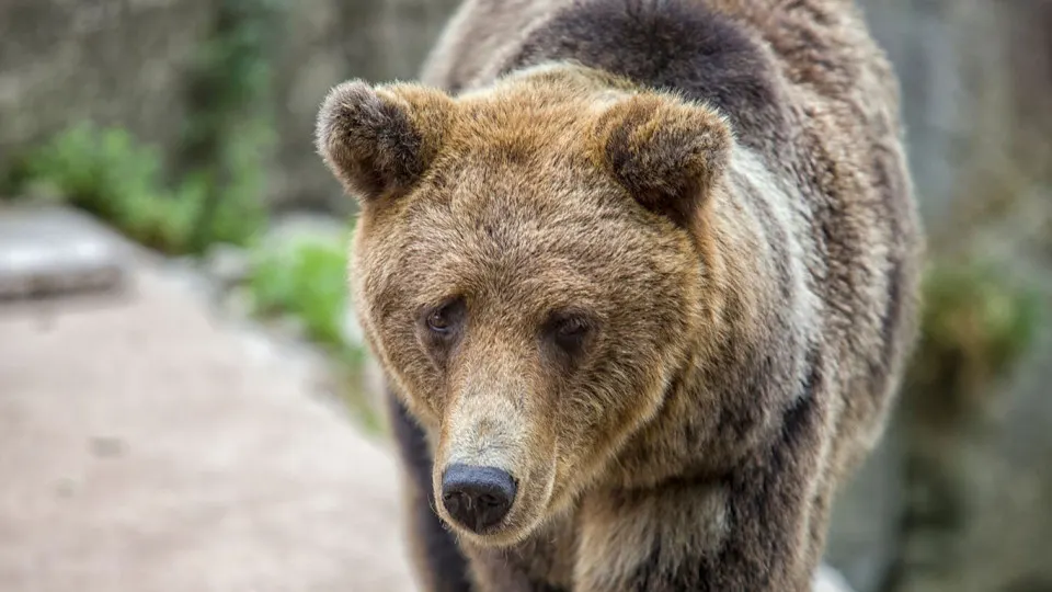 В Хакасии введён режим повышенной готовности после серии нападений медведей. Власти сообщают о росте численности зверей, гибели людей и мерах реагирования — от локальных инцидентов до ограничений на массовые мероприятия в отдельных регионах.