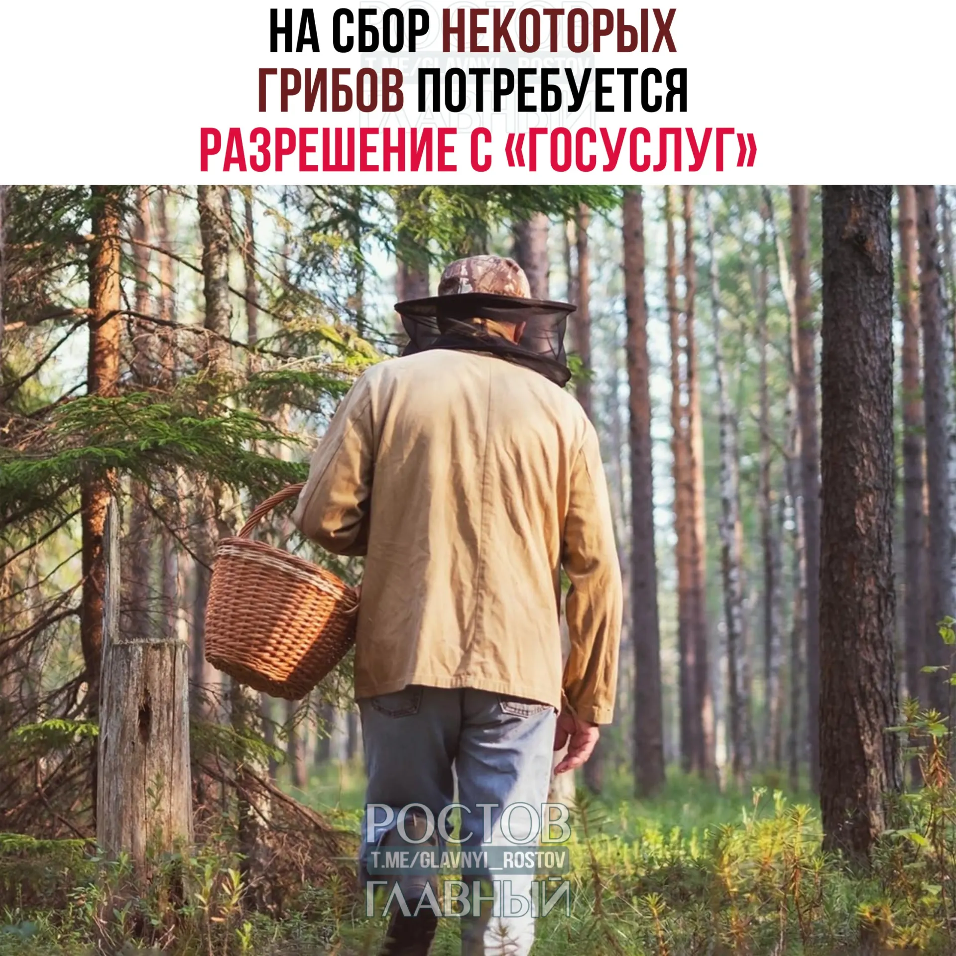 С 1 сентября 2027 года для сбора отдельных видов грибов потребуется электронное разрешение на портале «Госуслуги». Заявки будут рассматривать до 15 дней, а сбор краснокнижных видов без разрешения повлечёт уголовную ответственность.