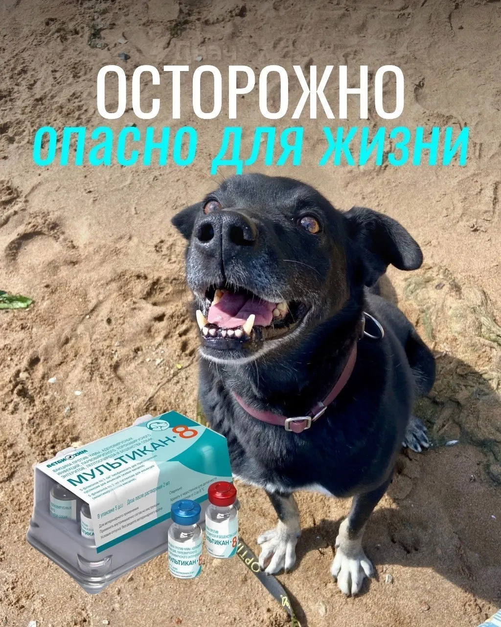 У некоторых собак после прививки против бешенства возникли тяжёлые осложнения: судороги, рвота, диарея и лихорадка; в отдельных случаях — анафилактический шок. Партия вакцины изъята для проверки, подтверждений причинной связи пока нет.