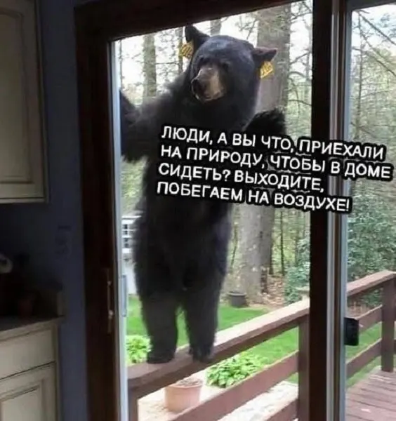 Городские службы предупредили жителей: нужно убрать урожай и бытовые отходы, воздержаться от походов на природу и приготовления пищи на открытом огне, чтобы не привлекать зверей.
